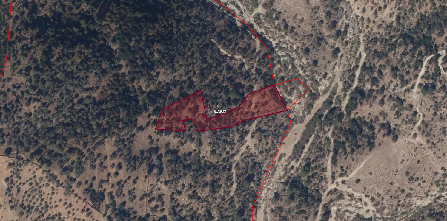 AYDIN SÖKE DEMİRÇAYDA 7.010M2 ZEYTİNLİK 