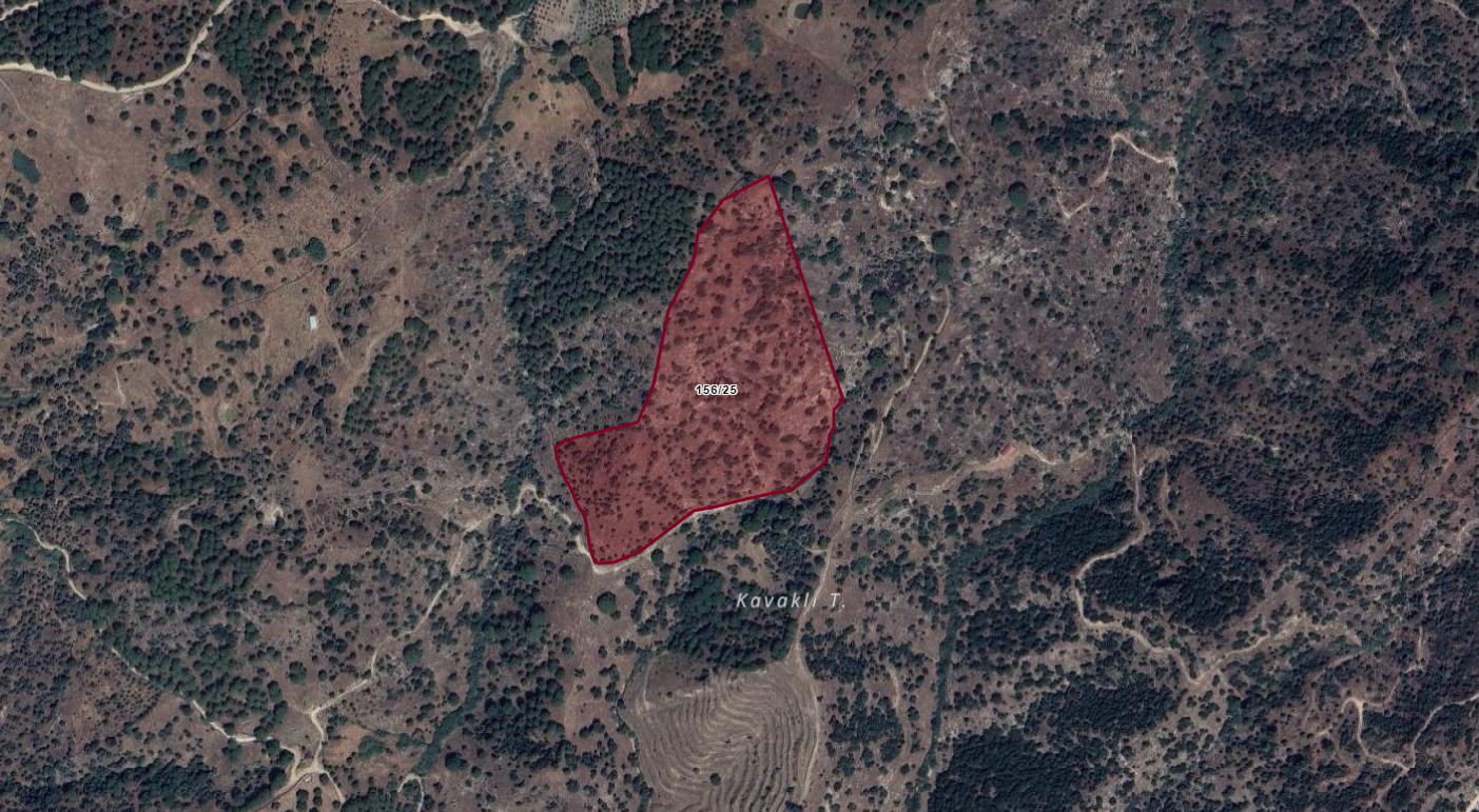 AYDIN KOÇARLI ÇALLISAĞIR 44.385M2 ZEYTİNLİK 