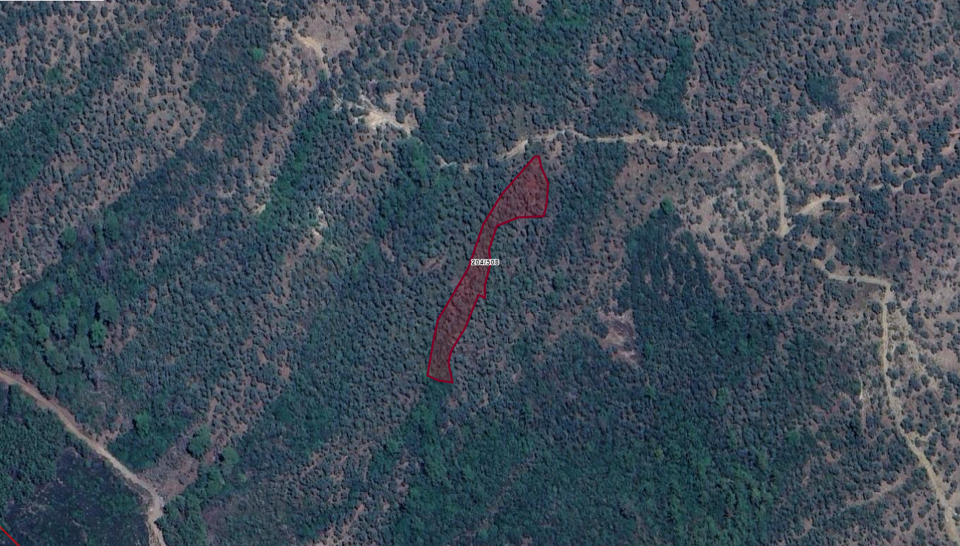 MUĞLA MİLAS ÇOMAKDAĞ KIZILAĞAÇTA  2.656M2 ZEYTİNLİK 